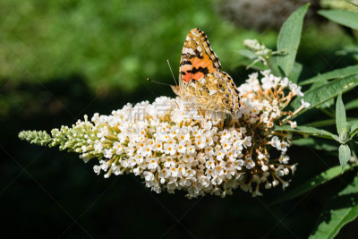 Häufiger Gast im heimischen Garten ist der Distelfalter Vanessa Cardui