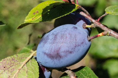 李子,果汁,蛋塔,熟的,甜酒,甜点心,农场,李树,梅酒