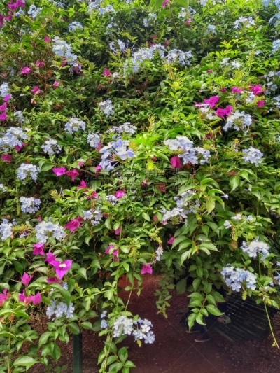 阿根廷,植物园,巴勒莫,布宜诺斯艾利斯,森林,草坪,浪漫,公园,草,林区