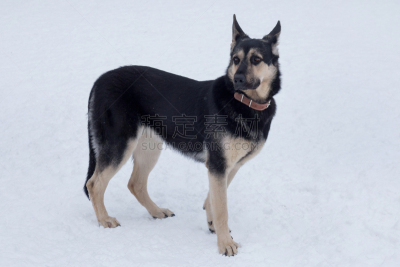 可爱的,雪,宠物,白色,动物,东,欧洲,牧羊犬,站