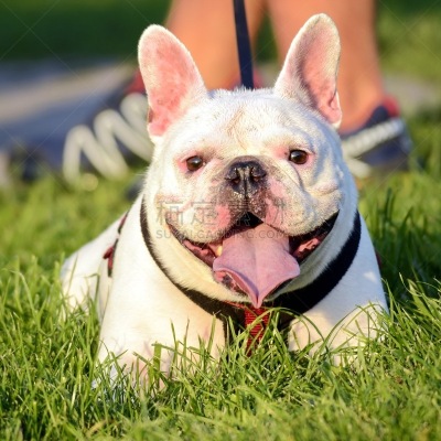 草,绿色,英格兰斗牛犬,草坪,纯种犬,戏剧表演,背景分离,长度,肖像,狗