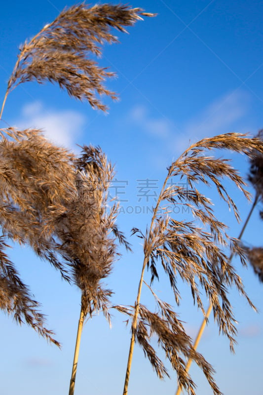 植物群,垂直画幅,天空,无人,色彩增强,夏天,组物体,21世纪,户外,图像