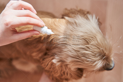 药,狗,寄生的