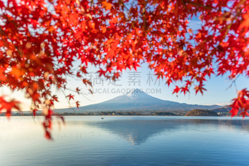 富士山,早晨,湖,秋天,日本,季节,河口湖,富士河口湖,山梨县,枫树