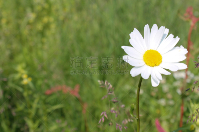 春白菊花,草本