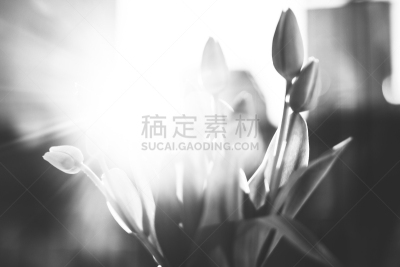 黑白图片,郁金香,华丽的,波兰,清新,花盆,小波兰省,仙人掌,花