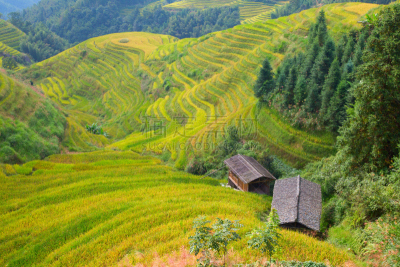 稻,梯田,龙脊梯田,美,水平画幅,枝繁叶茂,山,传统,户外,水稻梯田