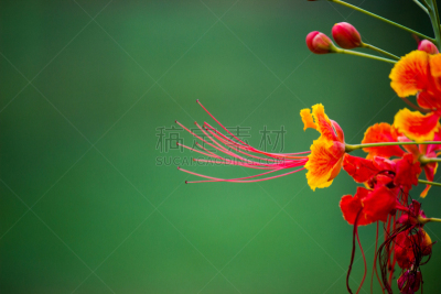 凤凰木,花
