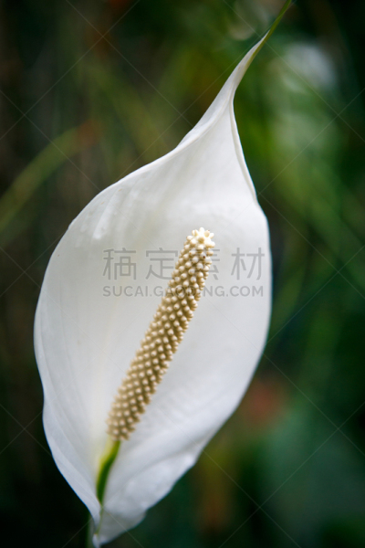 春天,植物园,花头,濒危物种,植物群,季节,马齿苋,热带气候,环境保护,花