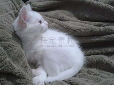 小猫,背景分离,肖像,哺乳纲,小的,动物,动物习性,纯种猫,巴西,蓝色眼睛