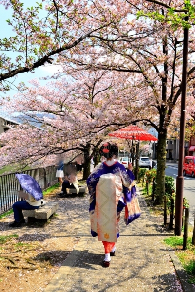 Japanese Woman in Maiko’s Costume and Hairstyle Enjoying Cherry Blossom in Kyoto