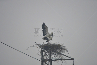 白鹳,野外动物,可爱的,环境,图像,鹳,脖子,动物家庭,颈,动物