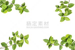 绿色背景,叶子,植物,自然,绿色,纹理效果,彩色背景,边框,泰国