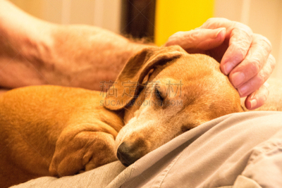 友谊,老年人,纯种犬,英国,狗,猫科动物,小的,动物,腊肠犬,犬科的