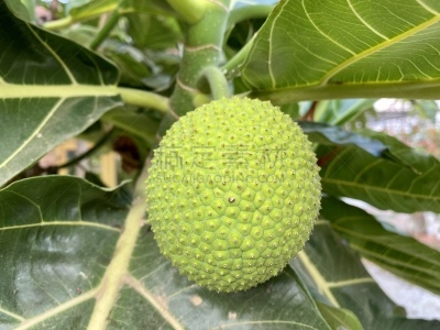 面包,越南,日本青酒,水果,清新,农业,蔬菜,健康保健