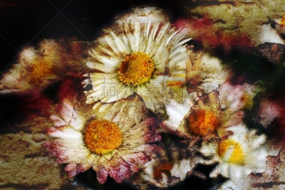 甘菊