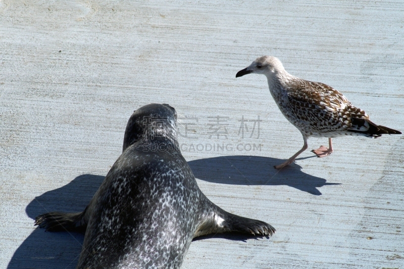 波罗的海,面对面,看,海熊,海鸥,海鸟,斑海豹,海狮,动物保护,野生动物