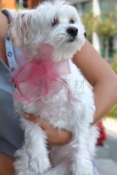 华丽的,街道,狗,衣服,粉红色,纯种犬,土耳其,散步,坐
