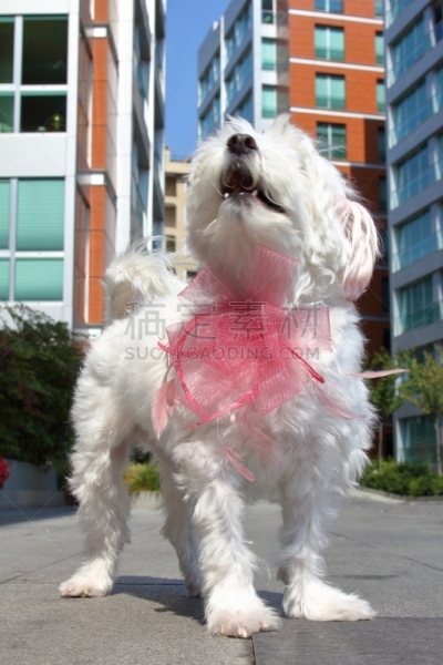 华丽的,街道,狗,衣服,粉红色,纯种犬,土耳其,散步,坐