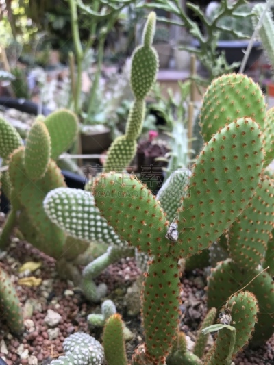 仙人掌,装饰,种植