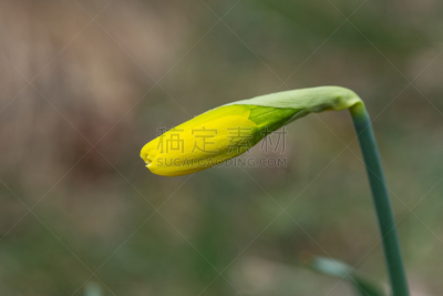 花蕾,水仙花,春天,美国中西部地区,天门冬目,清新,黄色水仙,环境,自然美,生长