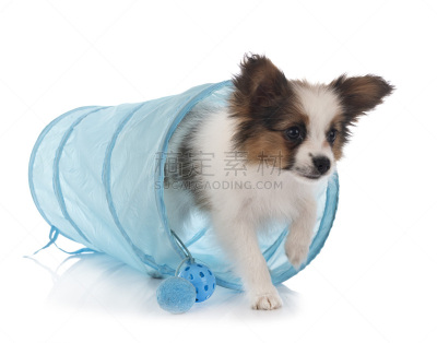 蝴蝶犬,小狗