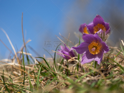 春天,早晨,花