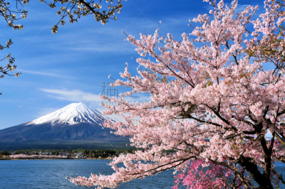 樱桃树,富士山,河口湖,吉野樱花,富士河口湖,山梨县,著名自然景观,天空,美,水平画幅