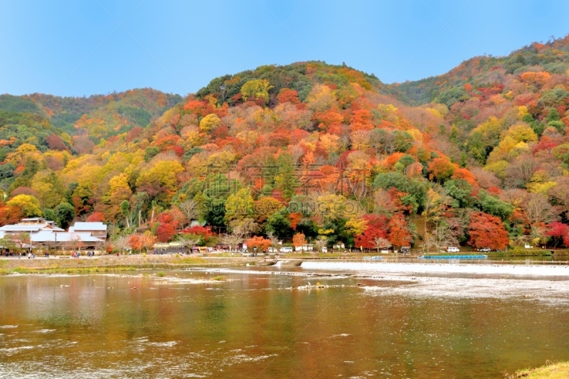 京都府,岚山,日本,秋叶色,居住区,大井河,京都市,植物,河流,嵯峨野