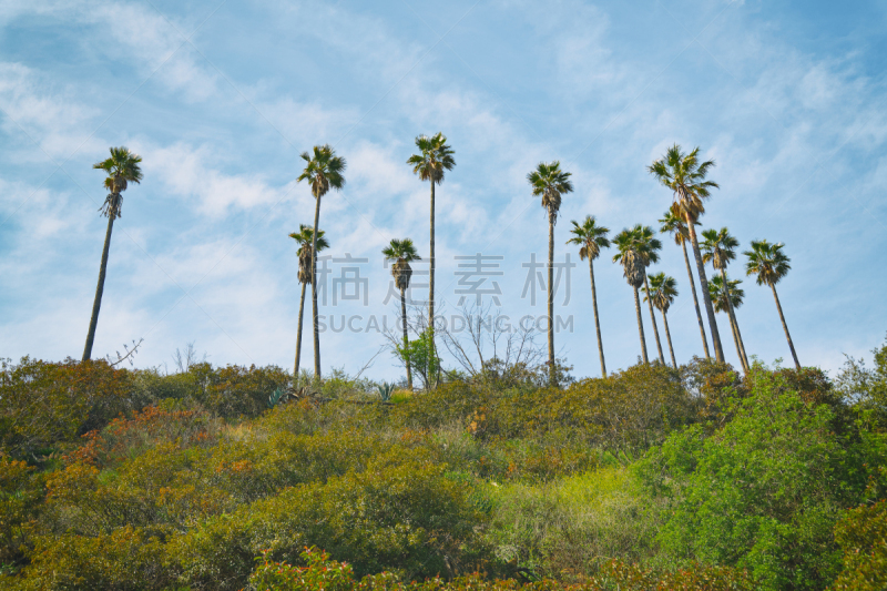 自然美,天空,地形,棕榈树,背景,好莱坞山,加利福尼亚,看风景