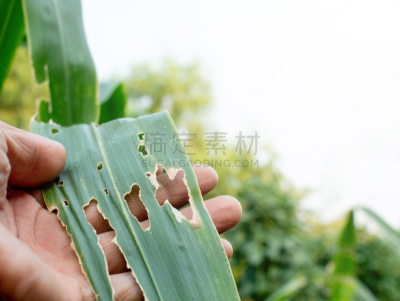 洞,玉米,叶子,充满的,最终期限,留白,病虫害防治机具,农业,蔬菜,清新