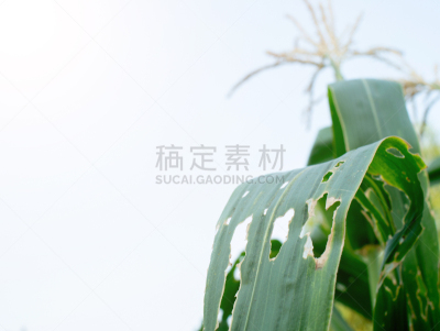 洞,玉米,叶子,病虫害防治机具,最终期限,留白,充满的,农业,蔬菜,清新
