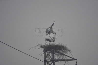 白鹳,野外动物,可爱的,环境,图像,鹳,脖子,动物家庭,颈,动物
