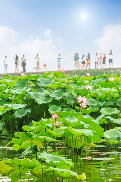 荷花,夏天,杭州,西湖,花头,垂直画幅,水,美,公园,美人