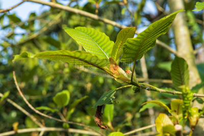 生物学,健康保健,化学,清新,药,替代医药,营养品,环境,泰国,糖尿病