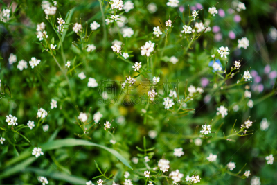 碎米荠属植物,植物群,组物体,清新,彩色背景,草,自然美,花,弯曲