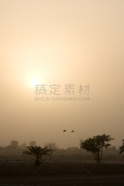 沙尘暴,巴格达,尘暴,自然,垂直画幅,无人,鸟类,背景,日落,剪影