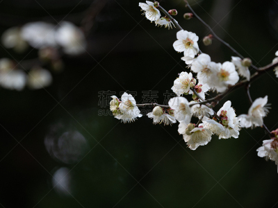 梅花,自然界的状态,背景分离,樱桃,梅子,春天,李树,植物,杏,枇杷