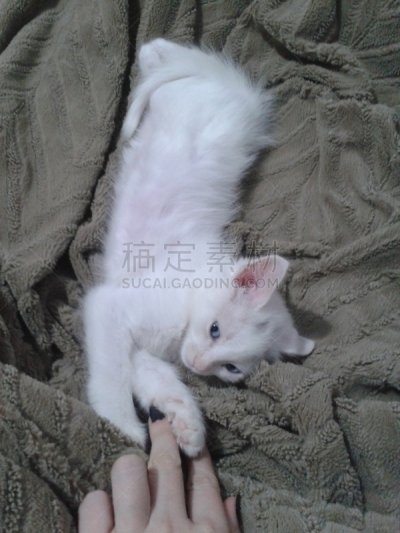 小猫,背景分离,肖像,哺乳纲,小的,动物,动物习性,纯种猫,巴西,蓝色眼睛