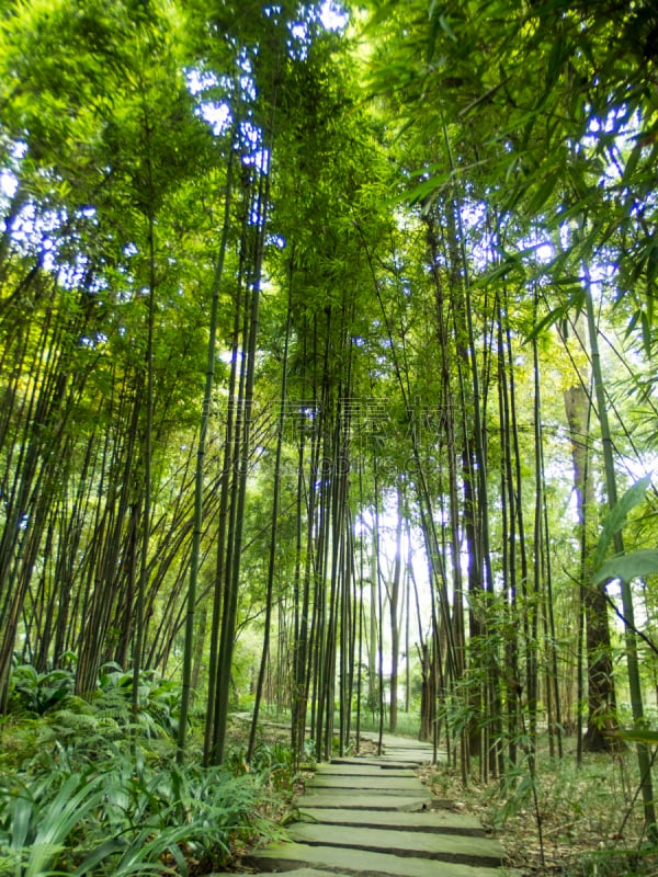 园林,竹,成都,盆景,竹林,四川省,垂直画幅,公园,无人,古老的