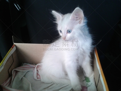小猫,背景分离,肖像,哺乳纲,小的,动物,动物习性,纯种猫,巴西,蓝色眼睛