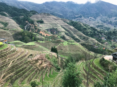 稻田,非都市风光,乡村,视角,龙脊山,龙胜,龙脊梯田,桂林,水稻梯田,梯田