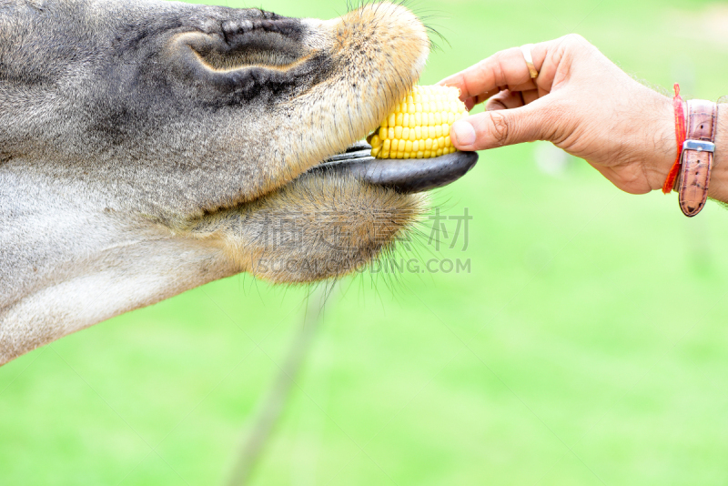 动物,美国公开赛,动物手,食品,人,圣伯纳犬,白犀牛,鸵鸟,熊猫,斑马