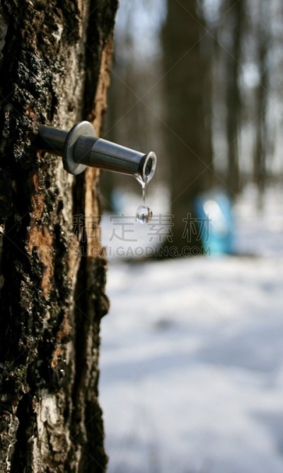 树液,水滴,枫树