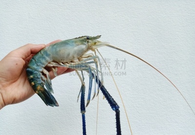 白色背景,巨大的,捕获的,龙虾,动物手,男人,生物学,健康保健,怪异,驱虫剂