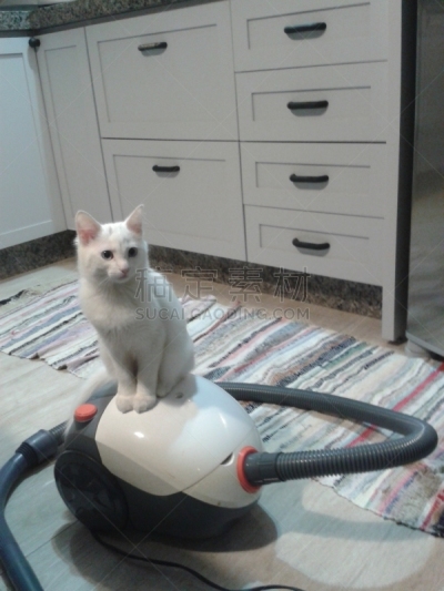 小猫,背景分离,肖像,哺乳纲,小的,动物,动物习性,纯种猫,巴西,蓝色眼睛