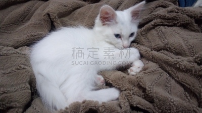 小猫,背景分离,肖像,哺乳纲,小的,动物,动物习性,纯种猫,巴西,蓝色眼睛