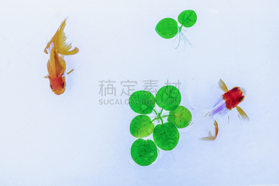 金鱼,水,美,水平画幅,高视角,无人,水下,纯净,奶油色的背景,动物鳍