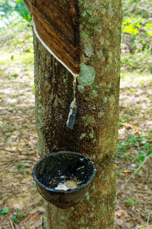 大戟科,种植园,果园,碗,乳胶,橡胶树,采胶,开花植物,农业,法国海外领土