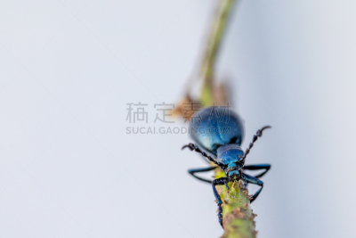 枝,有毒生物体,石油,紫色,甲虫,上升